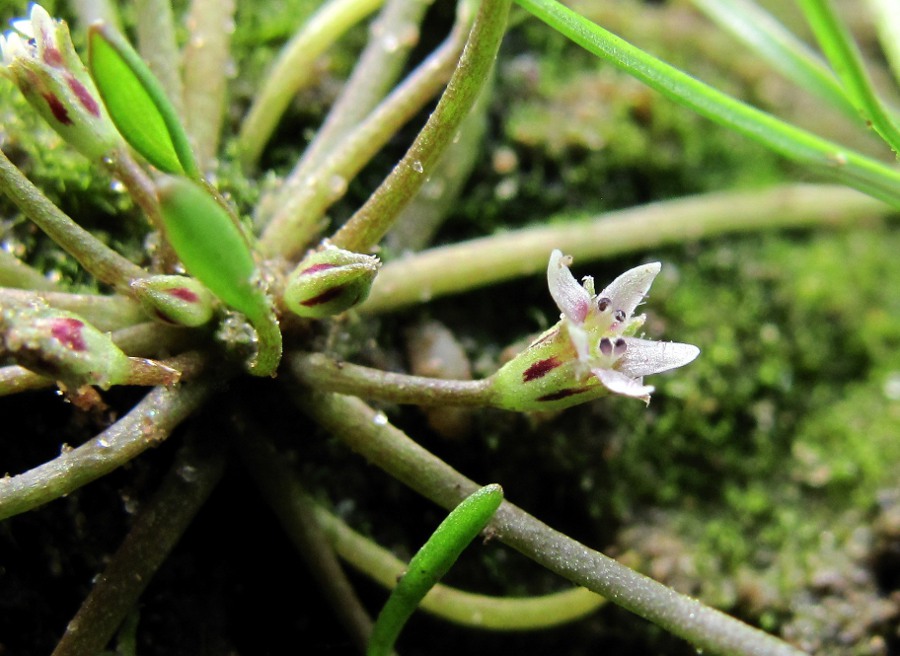 Image of Limosella aquatica specimen.