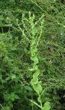 Lactuca sativa