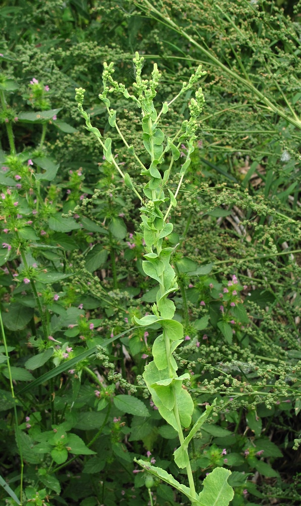 Изображение особи Lactuca sativa.