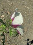 Hibiscus trionum