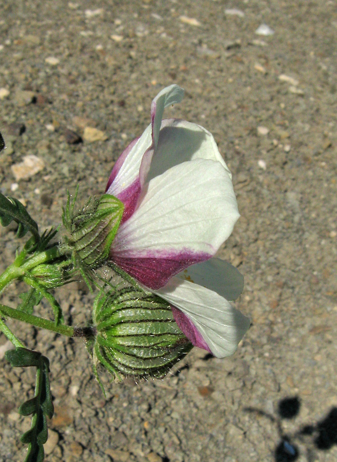 Изображение особи Hibiscus trionum.