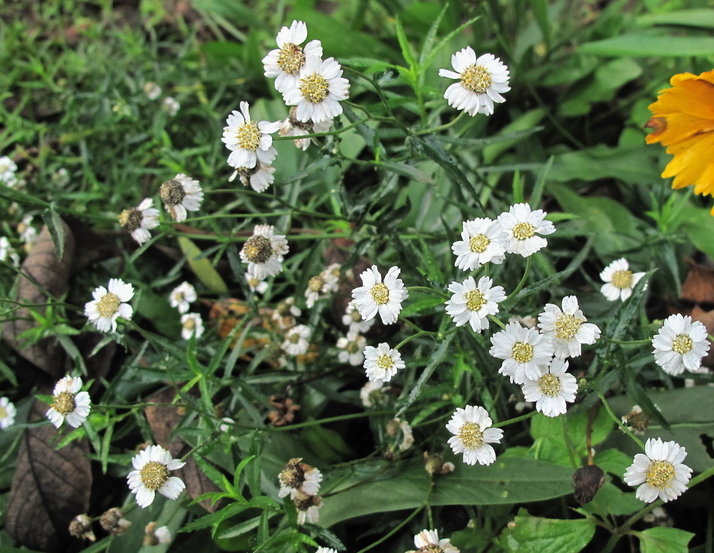 Image of Achillea acuminata specimen.