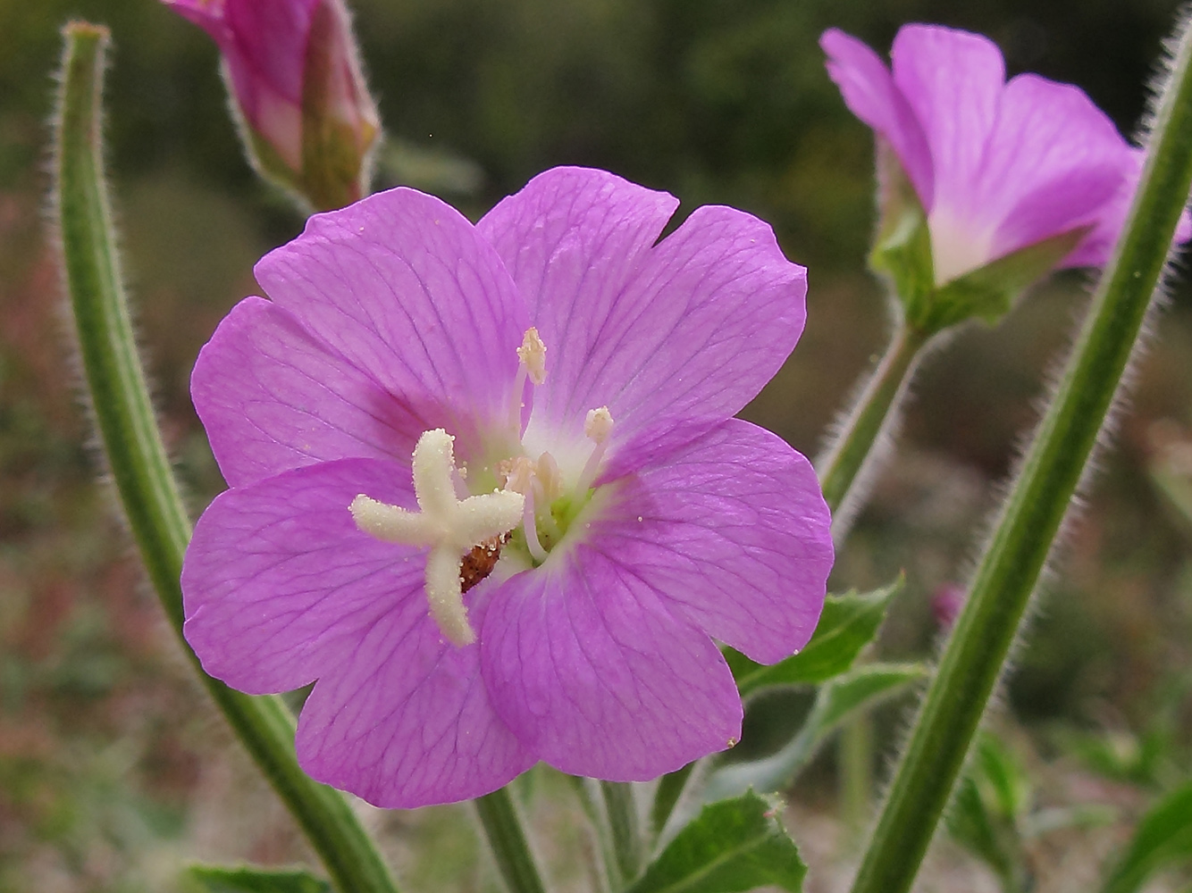 Изображение особи Epilobium villosum.