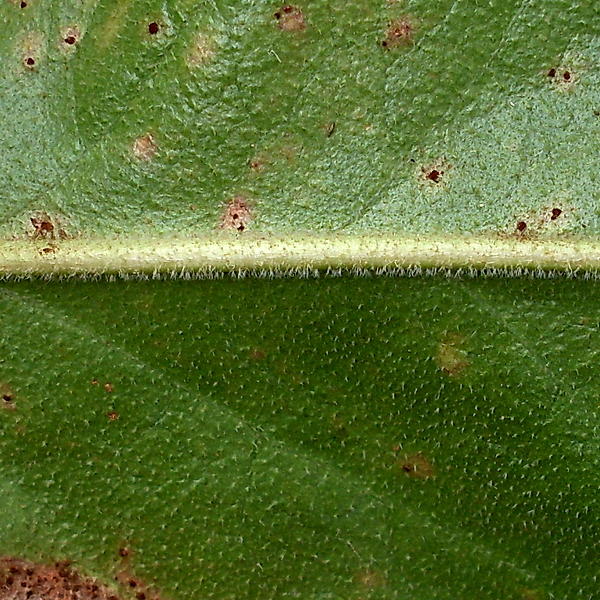 Image of Limonium coriarium specimen.