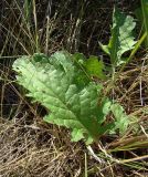 Senecio jacobaea