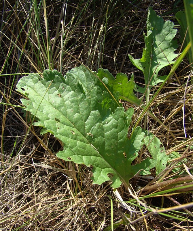 Изображение особи Senecio jacobaea.