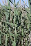 Phragmites altissimus. Молодые и старые сухие побеги. Южный Казахстан, восточная граница пустыни Кызылкум. 06.05.2013.