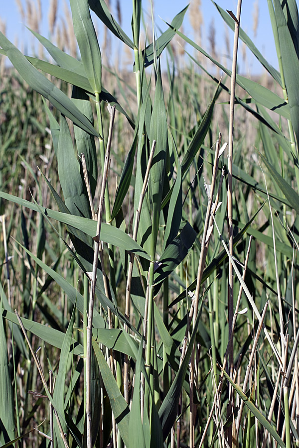 Изображение особи Phragmites altissimus.