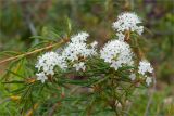 Ledum palustre
