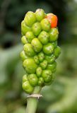 Arum italicum. Зреющее соплодие. Германия, г. Дюссельдорф, Ботанический сад университета. 14.08.2013.