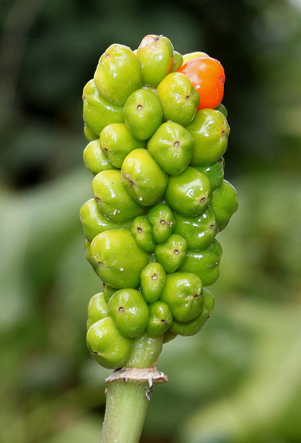 Image of Arum italicum specimen.