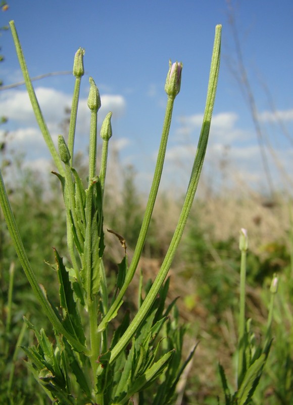 Image of Epilobium tetragonum specimen.