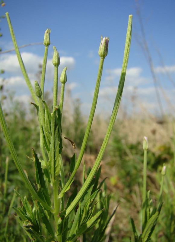 Изображение особи Epilobium tetragonum.