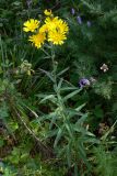 Hieracium umbellatum. Верхушка цветущего растения. Свердловская обл., окр. г. Североуральск, обочина дороги под ЛЭП. 04.08.2013.