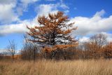 Larix kaempferi