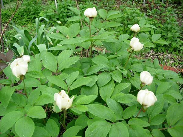 Image of Paeonia wittmanniana specimen.