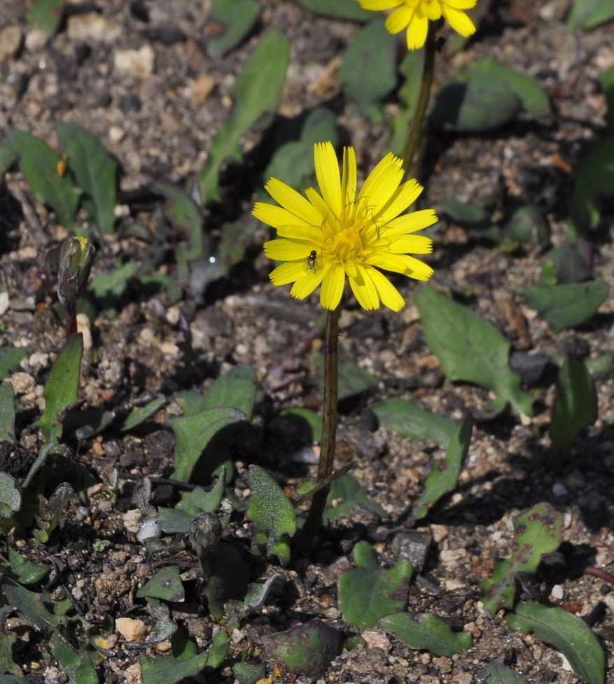 Изображение особи семейство Asteraceae.