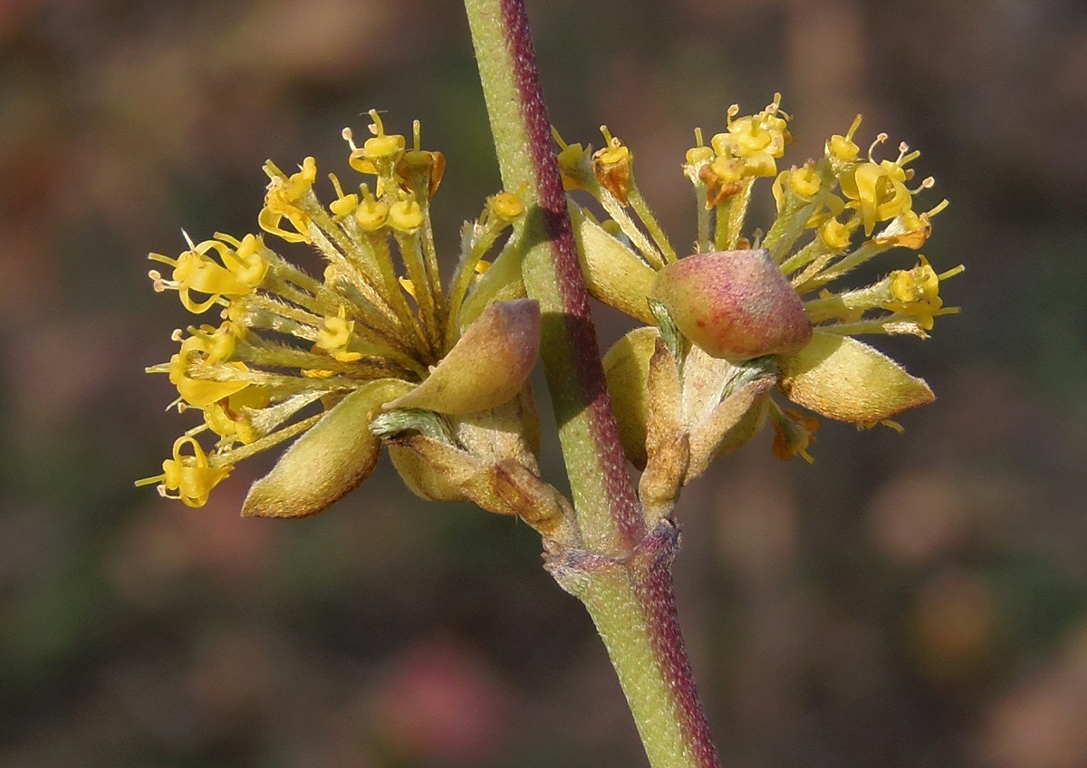 Image of Cornus mas specimen.