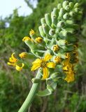 Ligularia schmidtii