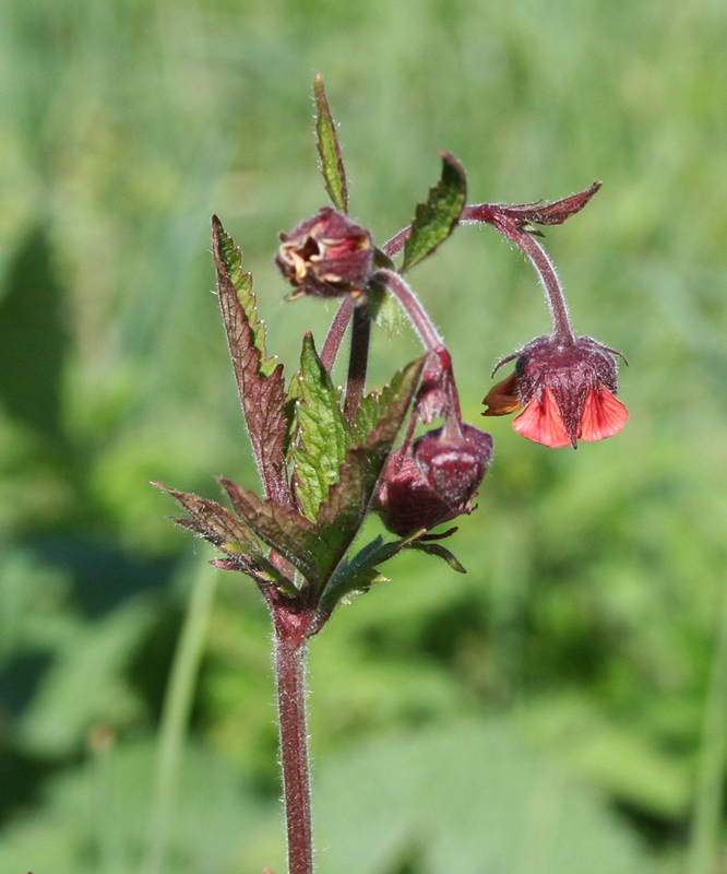 Image of Geum rivale specimen.