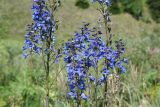 Delphinium elatum. Соцветия. Восточно-Казахстанская обл., г. Риддер, окр. Малоубинского вдхр., берег ручья. 28.07.2008.