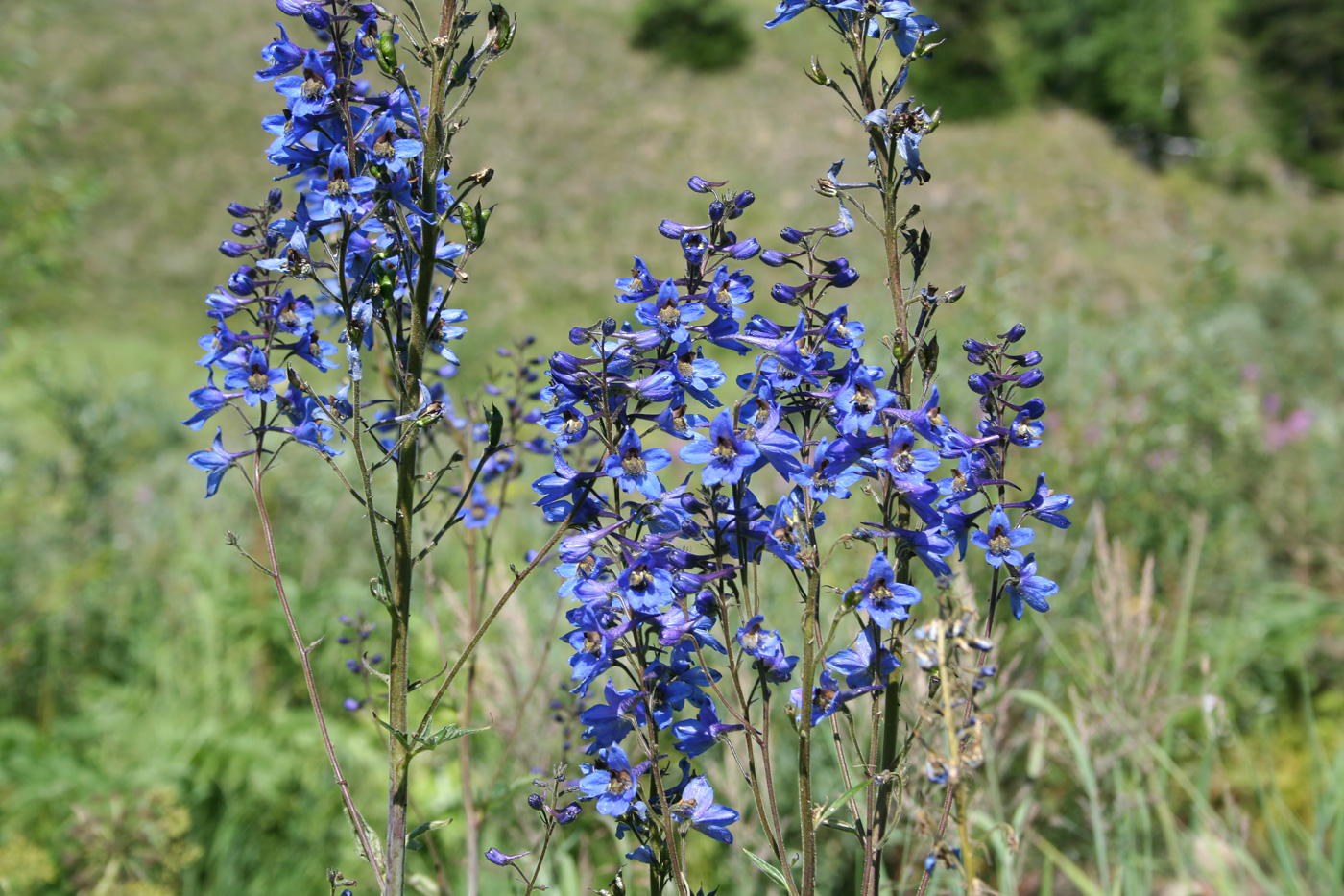 Изображение особи Delphinium elatum.