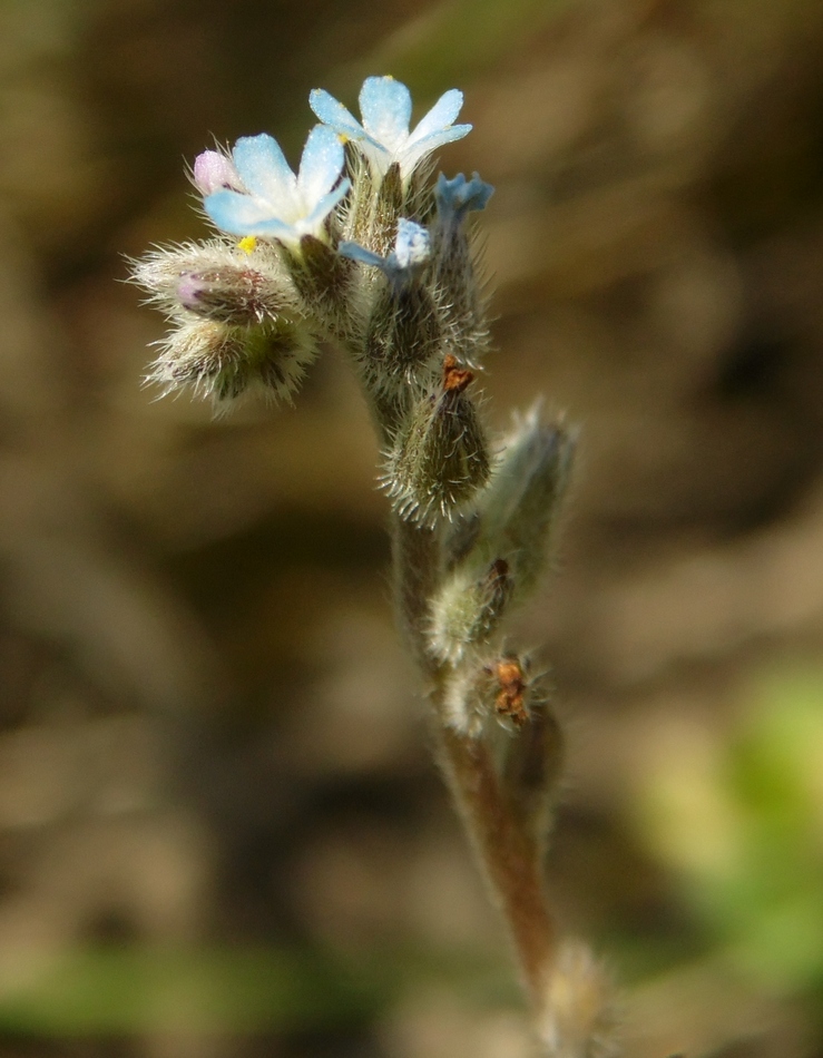 Изображение особи Myosotis micrantha.