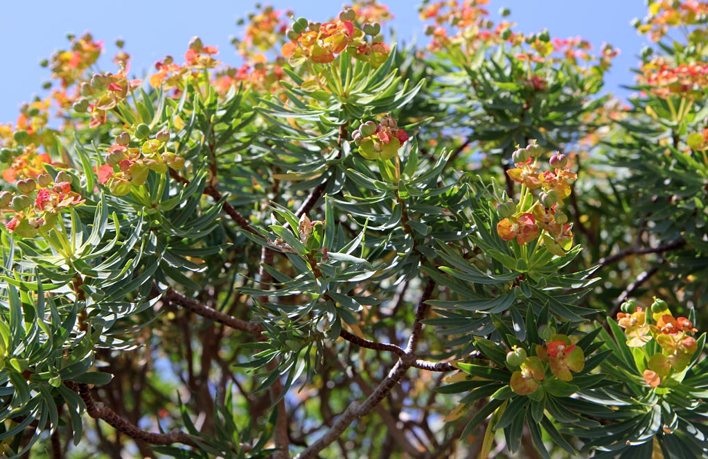 Изображение особи Euphorbia dendroides.