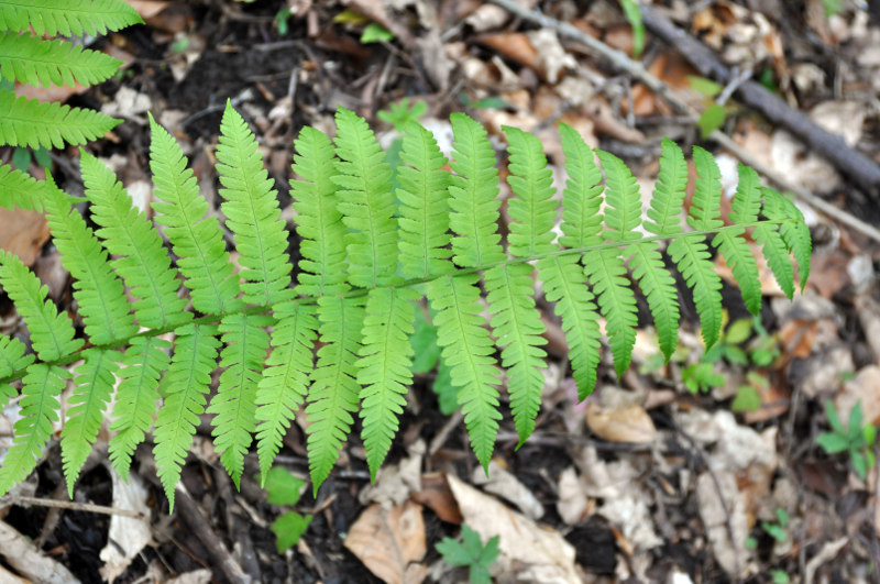 Изображение особи Dryopteris filix-mas.