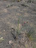 Allium rubellum. Растения в начале цветения. Азербайджан, Лерикский р-н, с. Госмальян. 03.05.2014.