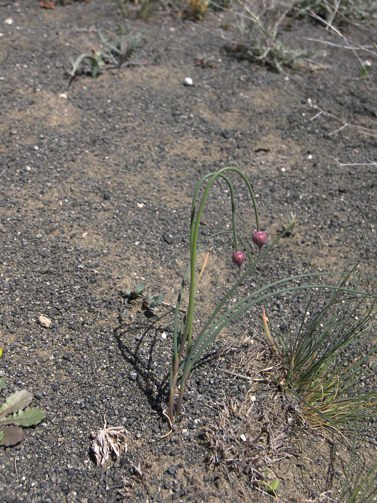 Image of Allium rubellum specimen.