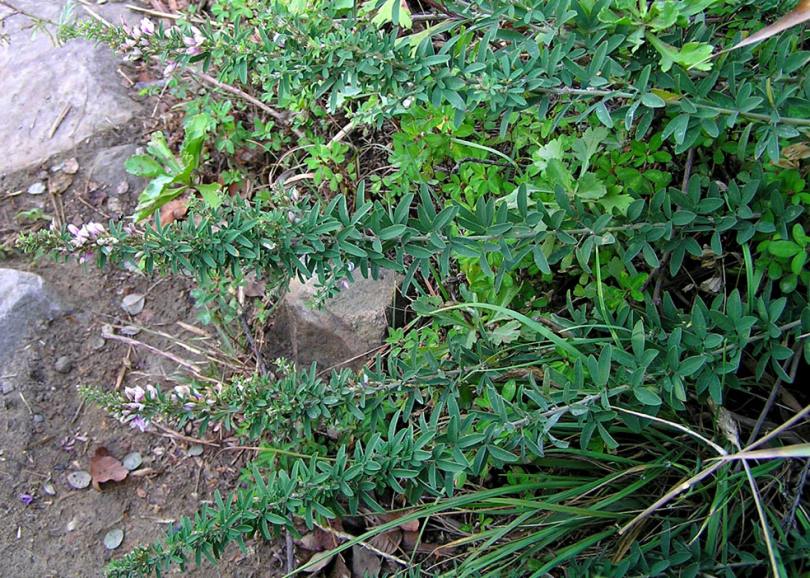 Image of Lespedeza juncea specimen.