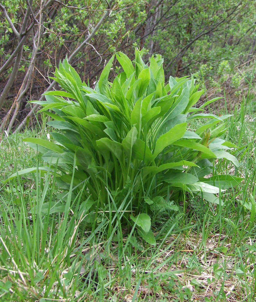 Image of Solidago virgaurea ssp. lapponica specimen.