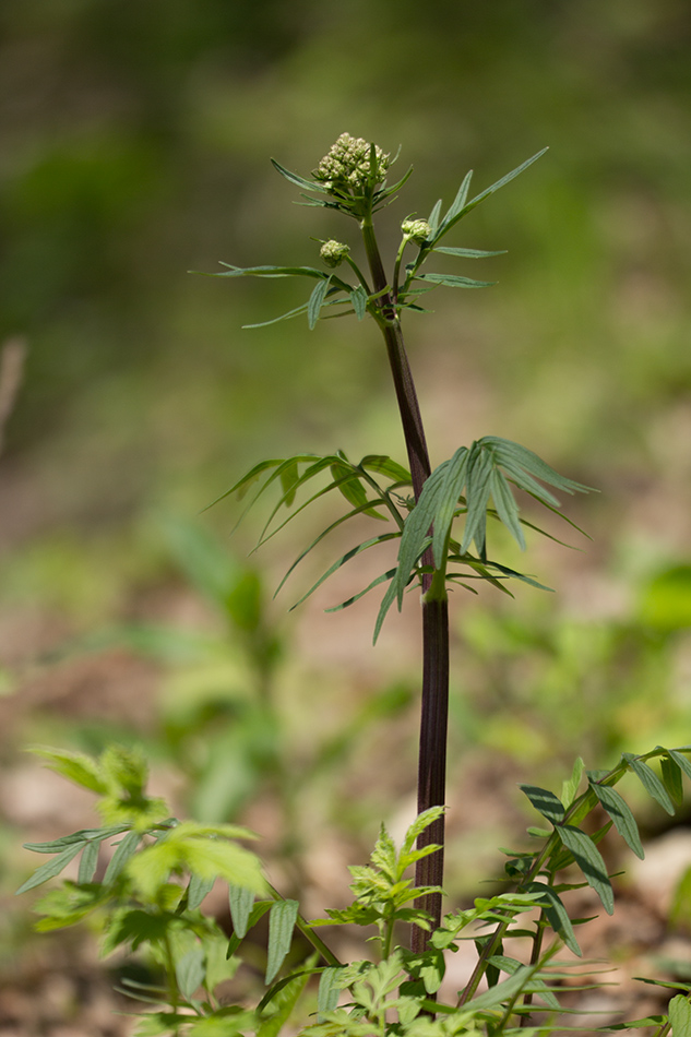 Image of Valeriana grossheimii specimen.