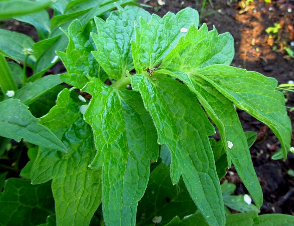 Image of genus Valeriana specimen.