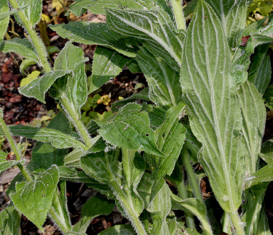 Image of Digitalis grandiflora specimen.