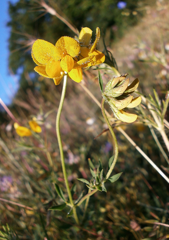 Image of Lotus × ucrainicus specimen.