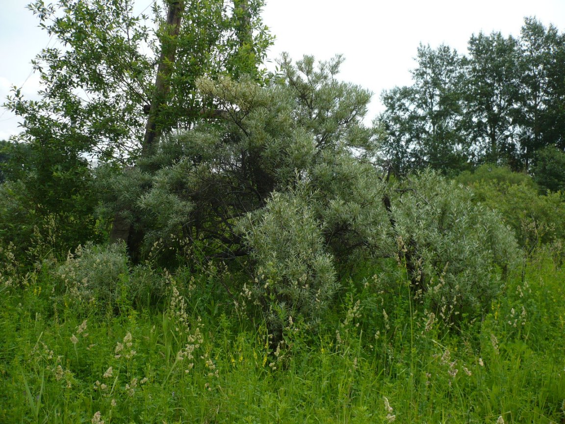 Изображение особи Hippophae rhamnoides.