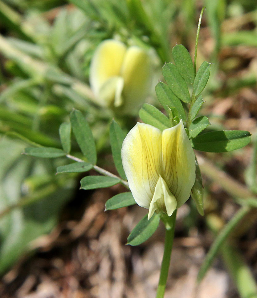 Image of Vicia hybrida specimen.