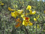 Caragana balchaschensis