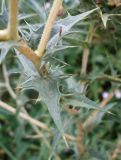Carthamus lanatus