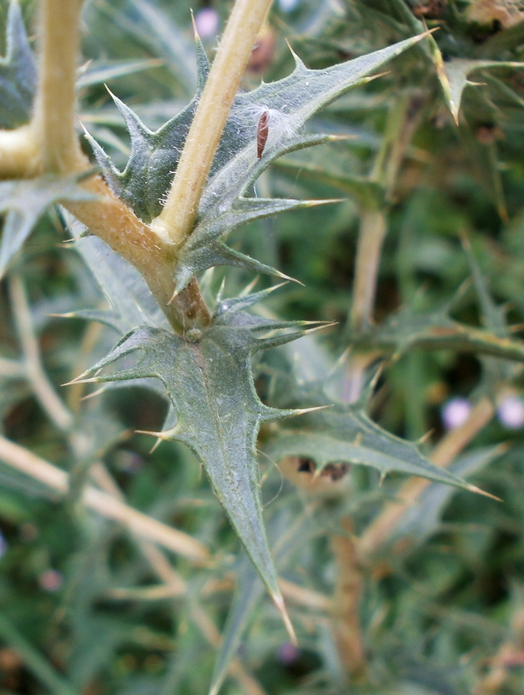 Изображение особи Carthamus lanatus.