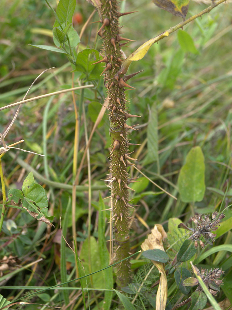 Image of Rosa pulverulenta specimen.