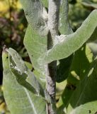 Verbascum pulverulentum. Средняя часть побега и основания листьев. Германия, г. Дюссельдорф, Ботанический сад университета. 03.07.2014.