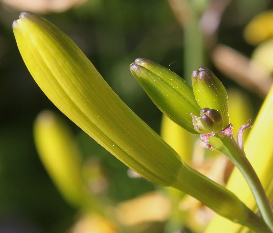 Изображение особи Hemerocallis middendorffii.