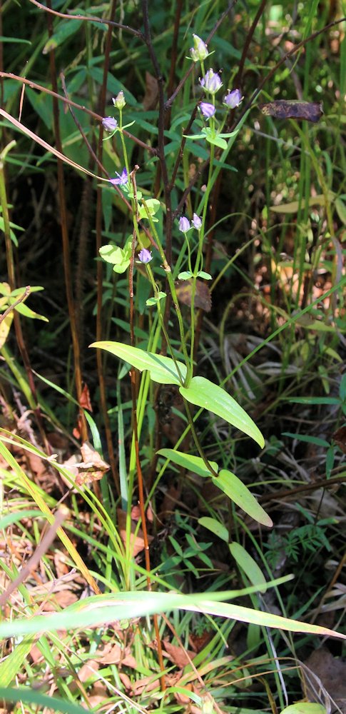 Image of Ophelia tetrapetala specimen.