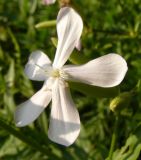 Saponaria officinalis