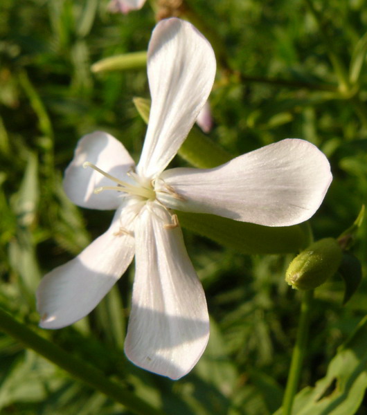 Изображение особи Saponaria officinalis.