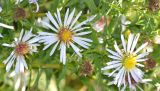 genus Symphyotrichum