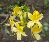 Rhododendron luteum. Соцветие. Приморский край, Владивосток, Ботанический сад. 02.06.2008.